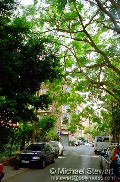 Beirut - Shady Street